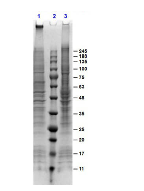 SDS-PAGE of A431 Whole Cell Lysate Stimulated with EGF (50 ng/mL).<br />Lane 1: reduced A431 Lysate EGF Stimulated.<br />Lane 2: Opal PreStained Molecular Ladder.<br />Lane 3: non-reduced A431 Lysate EGF Stimulated.<br />Load: 10 μg. 4-20% Gel, Coomassie Blue Stained.